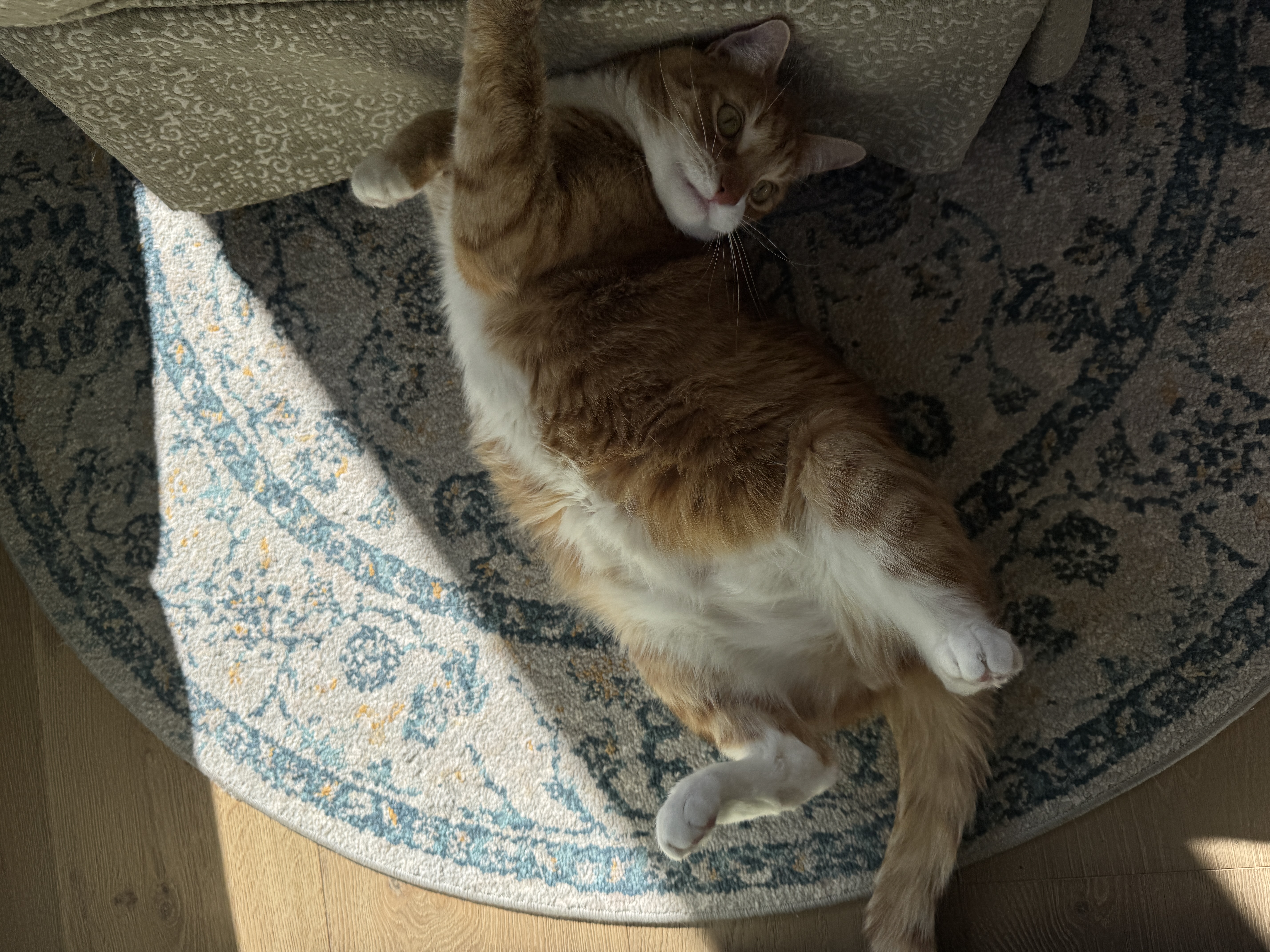 Auggie the orange tabby cat